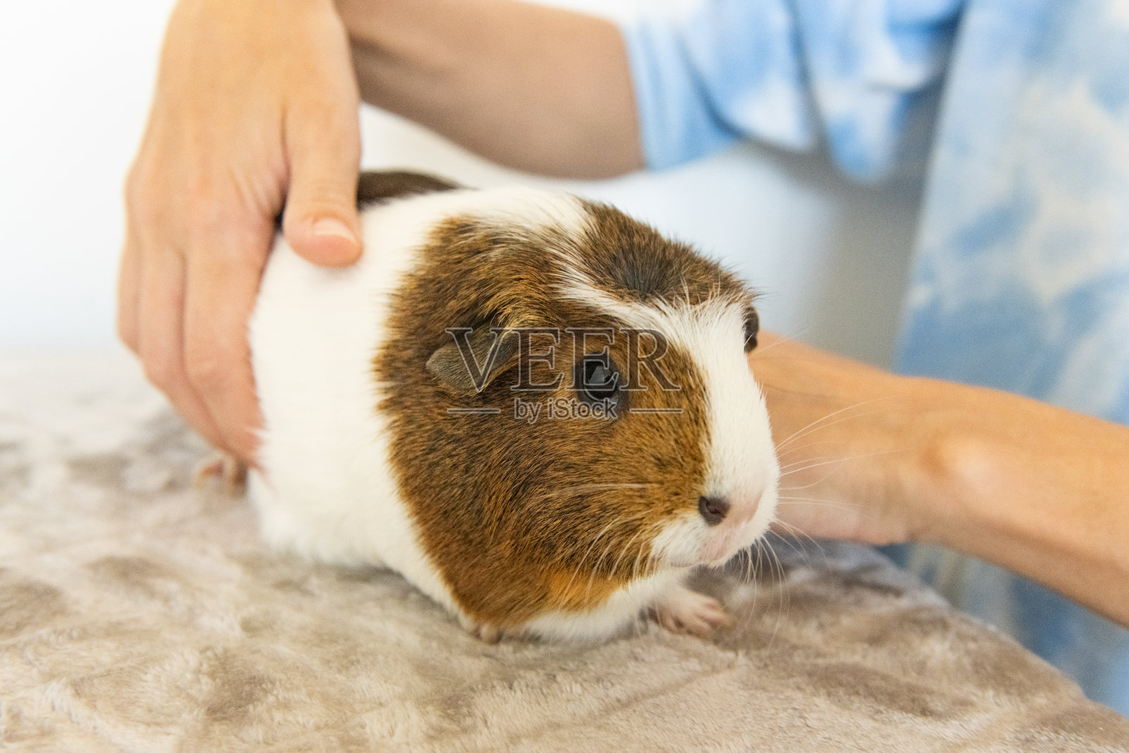 在室内抱着宠物豚鼠的妇女照片摄影图片