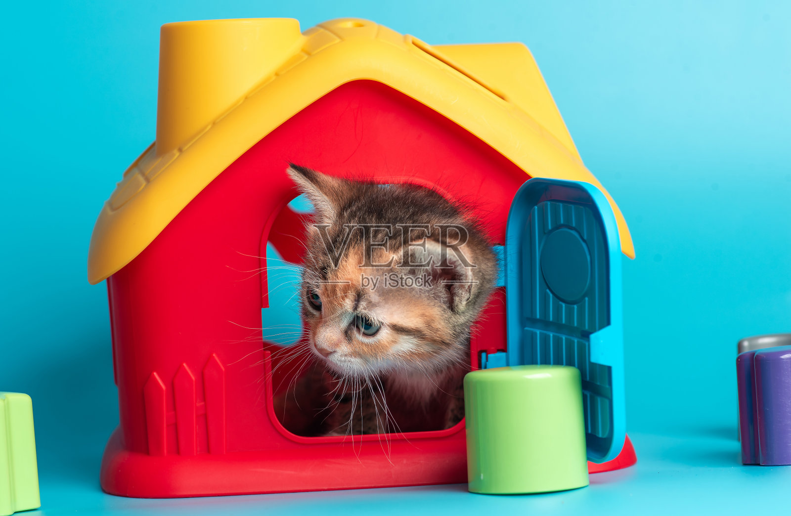 小猫在一个塑料房子里玩耍照片摄影图片
