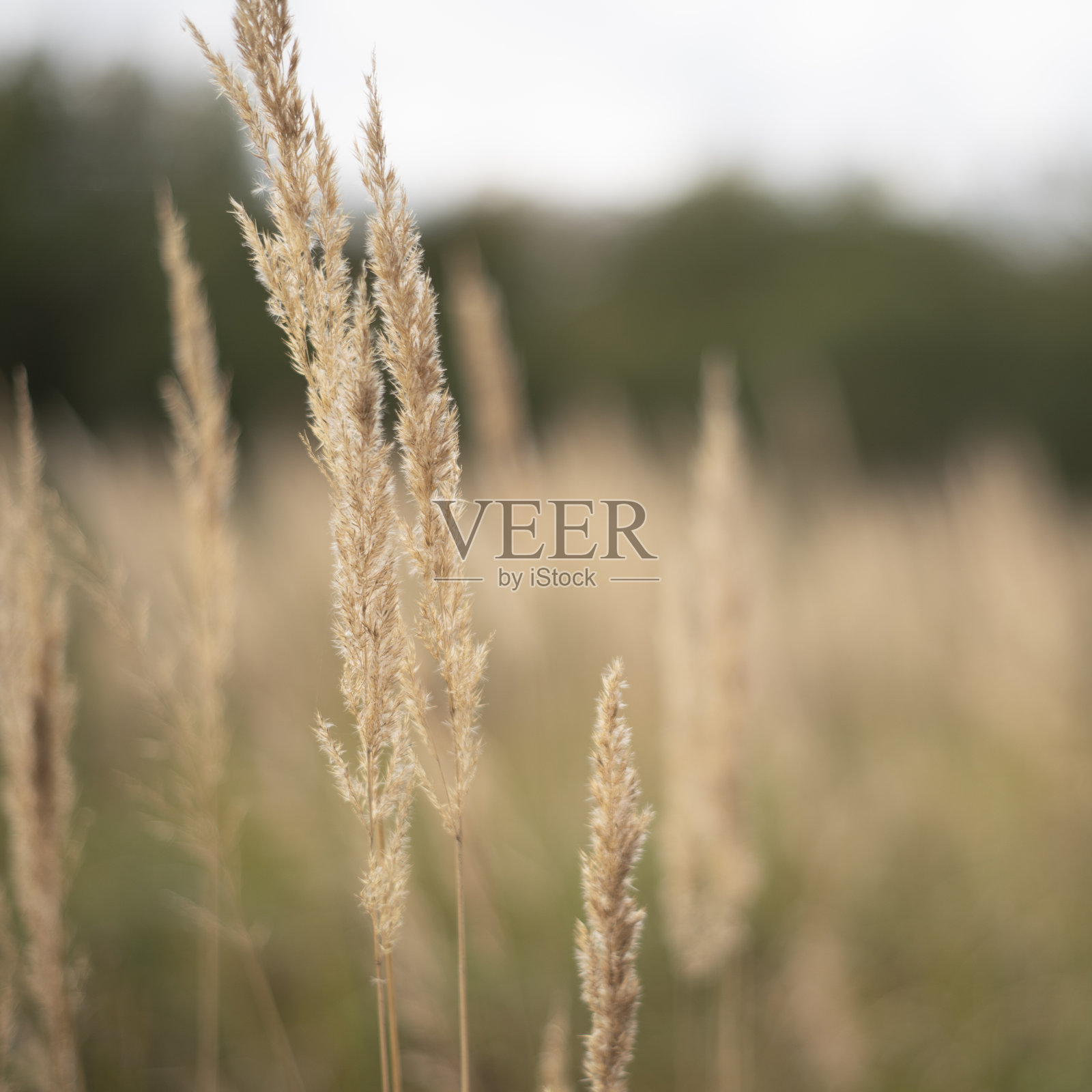 乡间一片干燥的秋草地。照片摄影图片