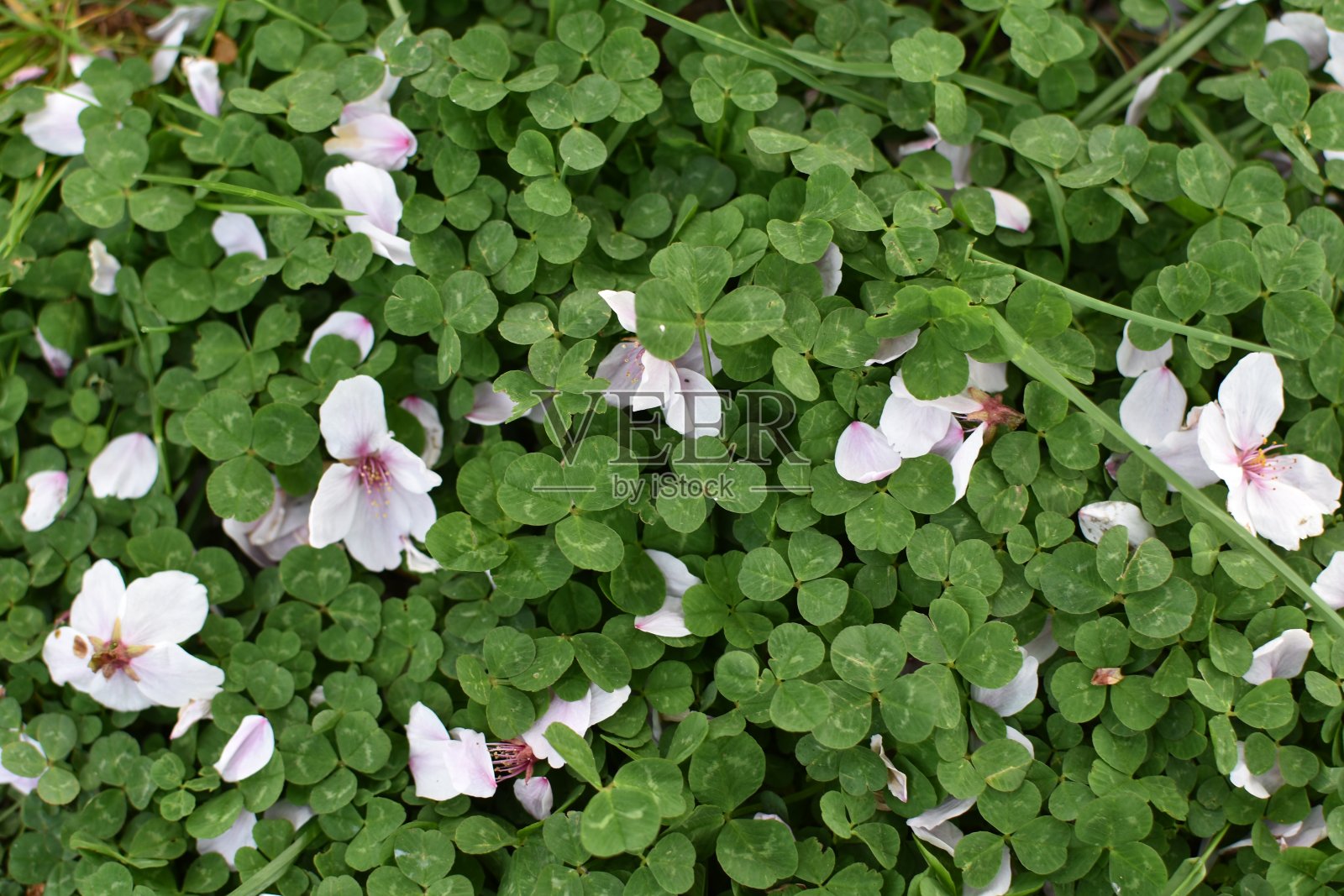 樱花照片摄影图片