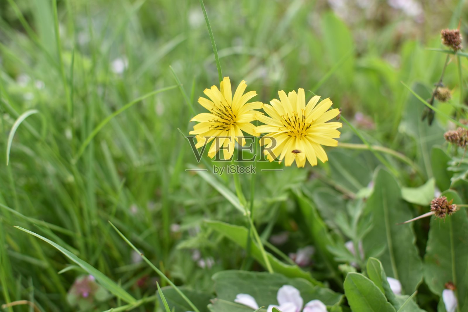 黄色的花照片摄影图片
