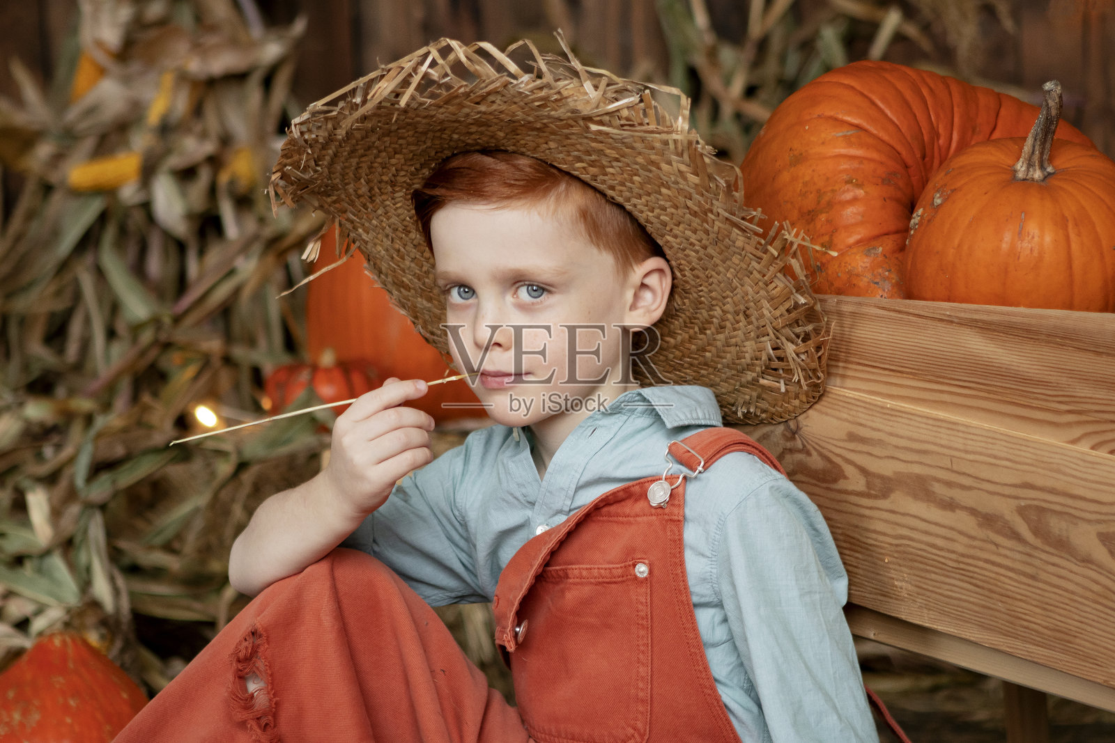 身穿橙色工装裤、头戴草帽的男孩正在收割南瓜照片摄影图片