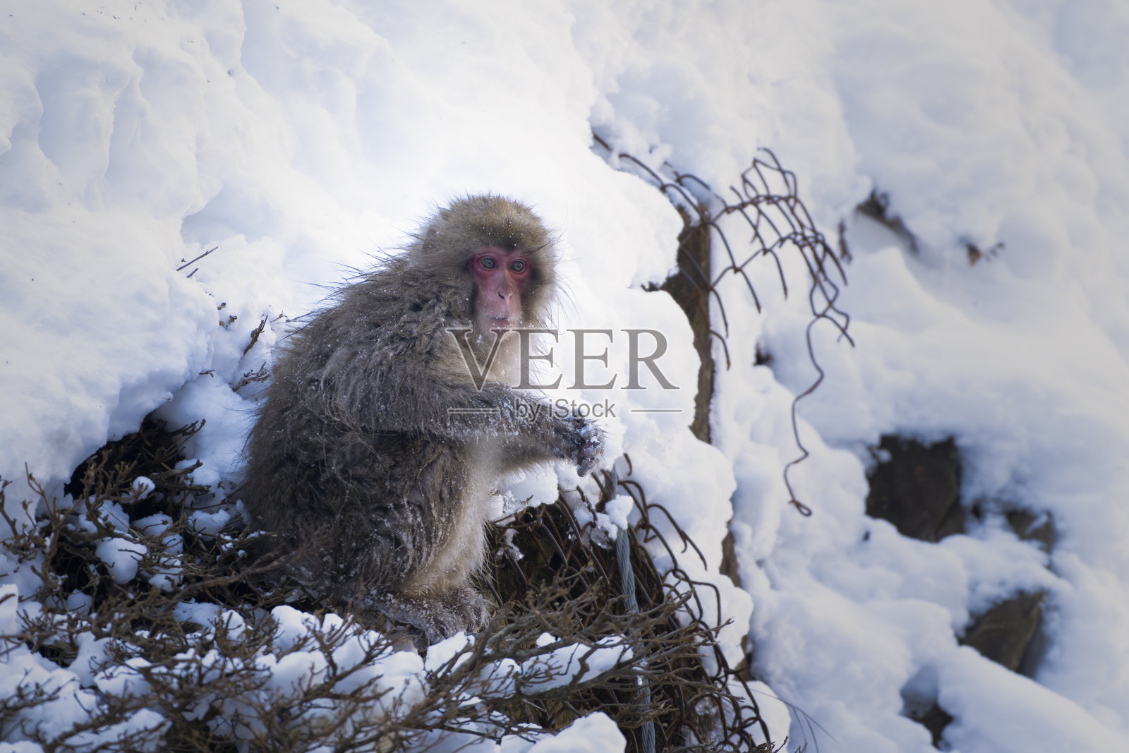 雪猴泡在温泉里的肖像照片摄影图片