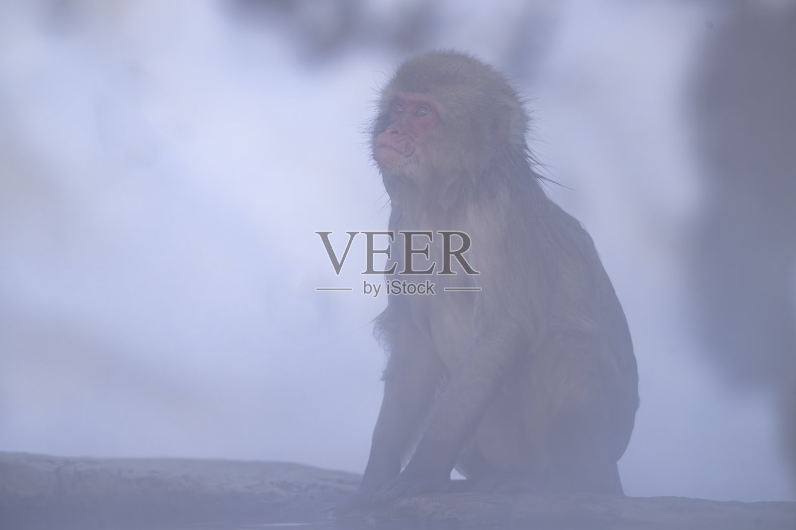 雪猴泡在温泉里的肖像照片摄影图片