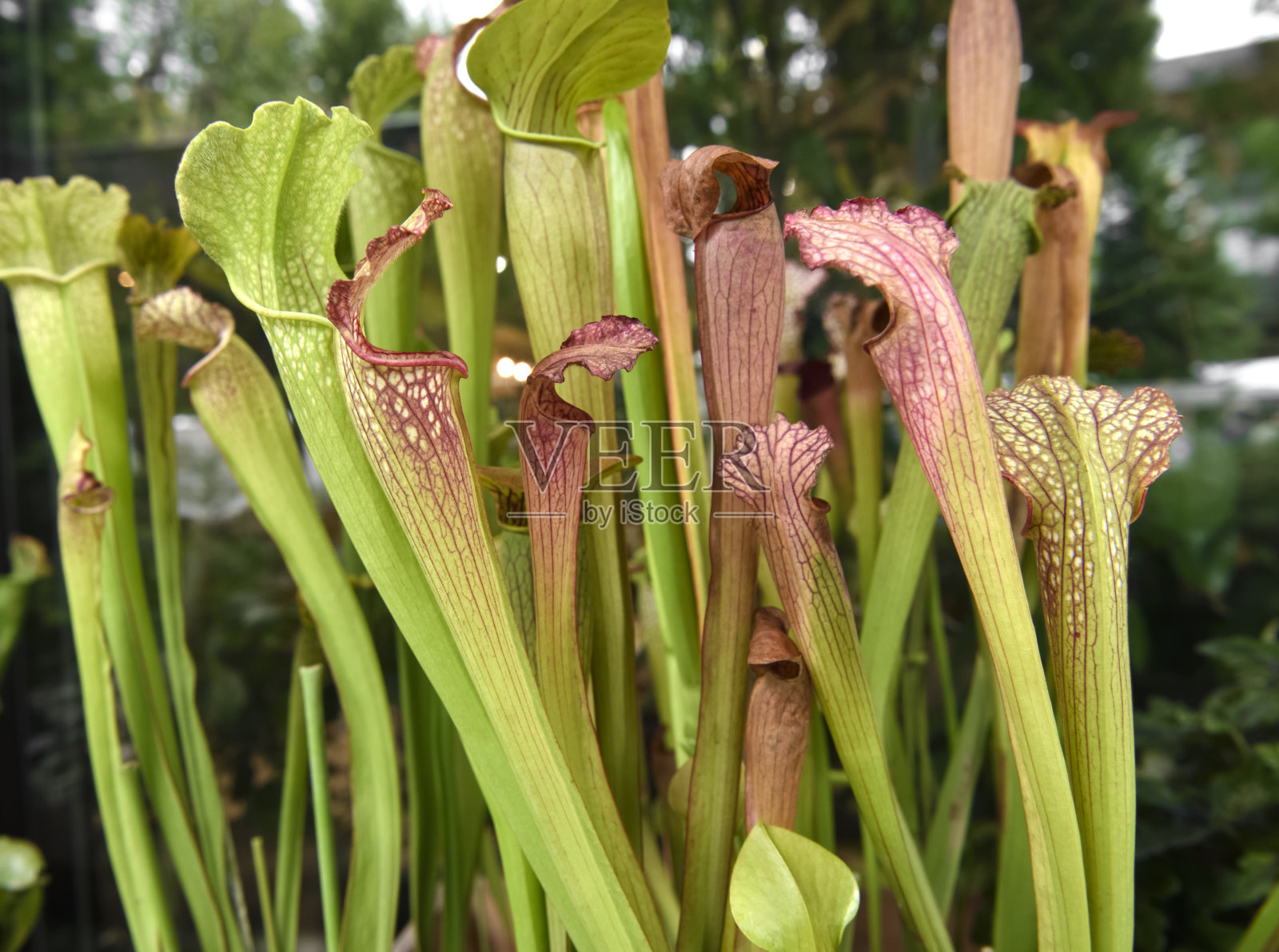 Sarracenia。食肉植物。照片摄影图片