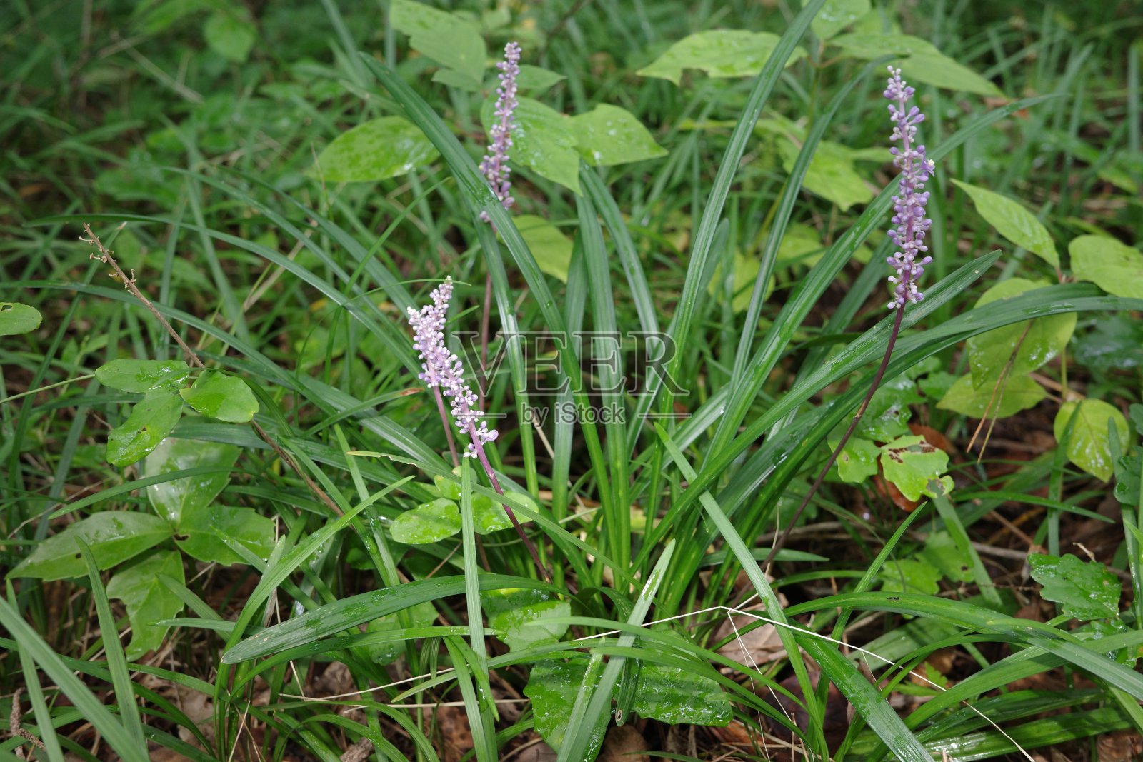 淡紫色的桦树花点缀着夏末的森林照片摄影图片