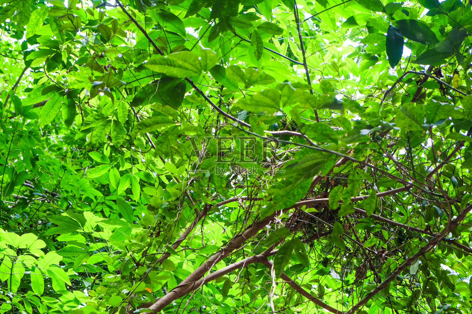 绿油油的枝叶映入眼帘照片摄影图片