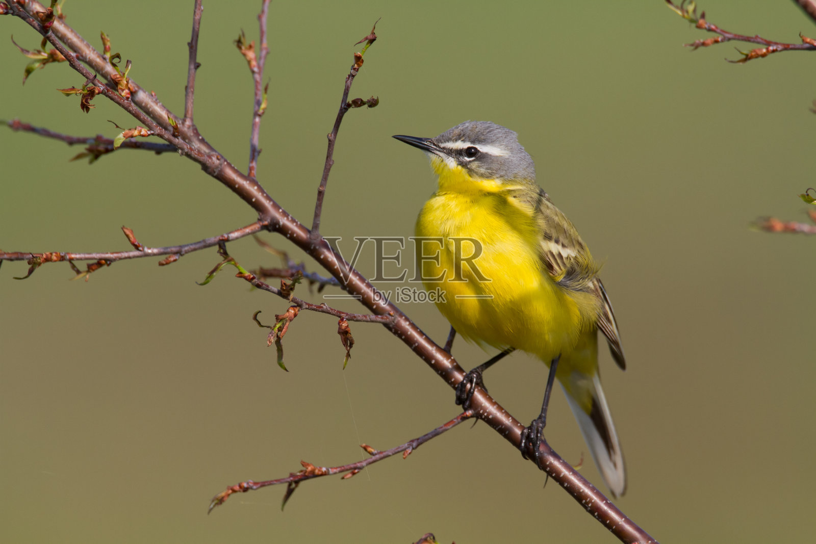 欧洲波兰草地上的黄鹡鸰照片摄影图片
