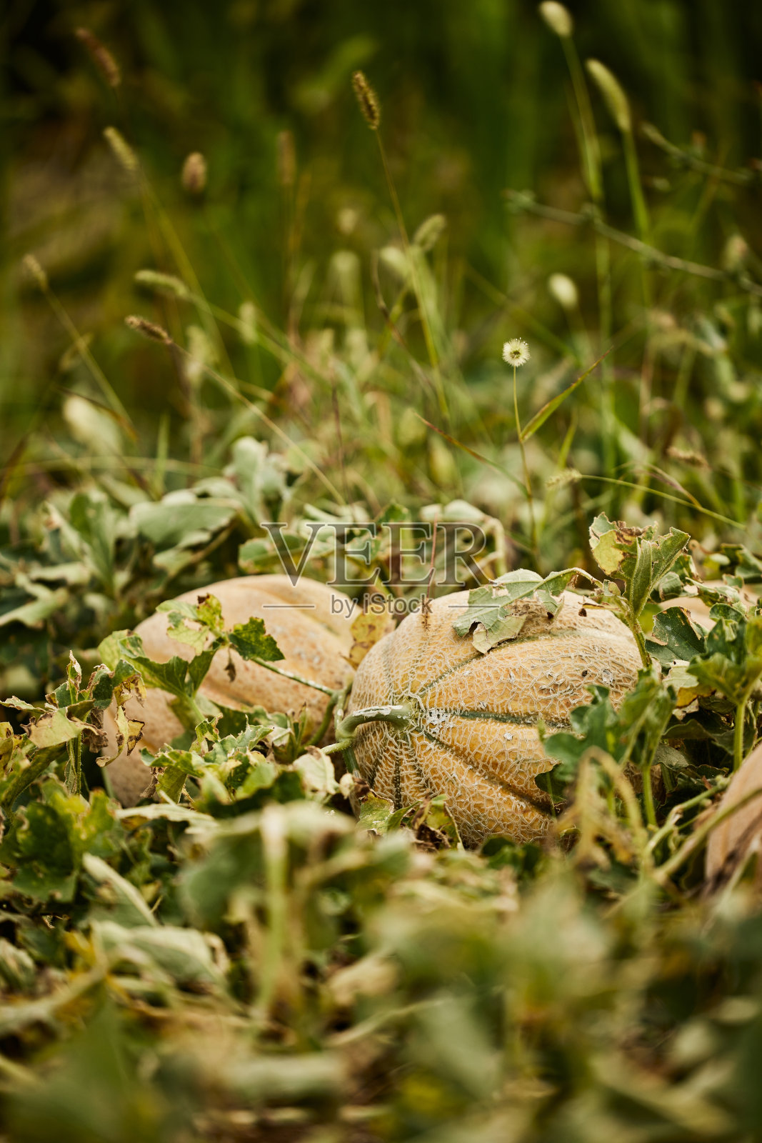 瓜的特写，从地里长出来，在花园里。照片摄影图片