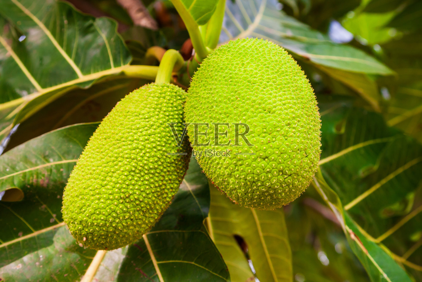 亚洲面包果树上的果实照片摄影图片