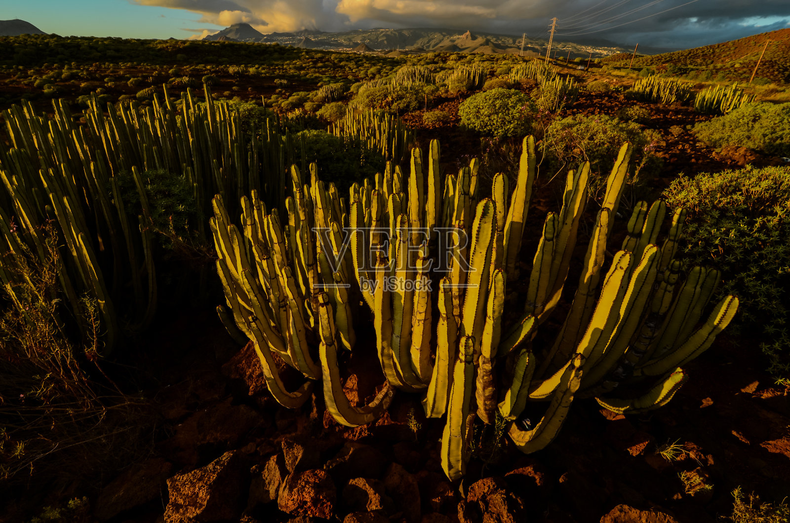 平静的仙人掌沙漠日落照片摄影图片
