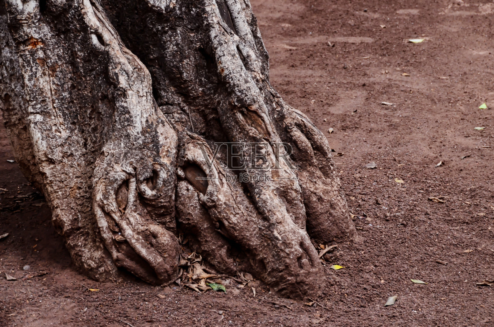 树的根照片摄影图片
