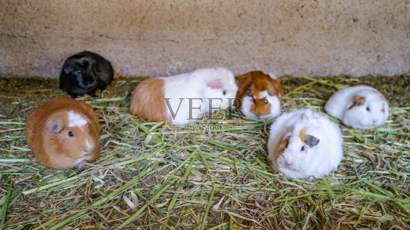 在秘鲁库斯科圣谷的一个农场里，豚鼠正在被饲养以供食用照片摄影图片