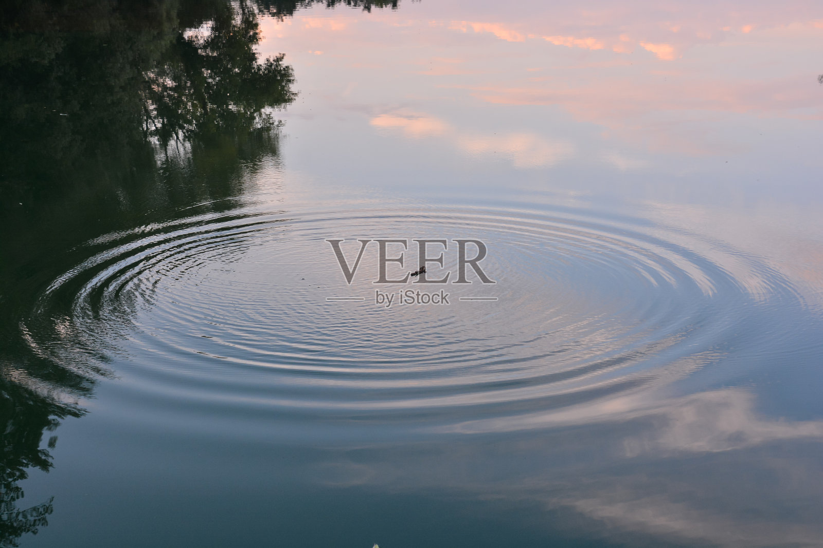 野生布伦塔河照片摄影图片