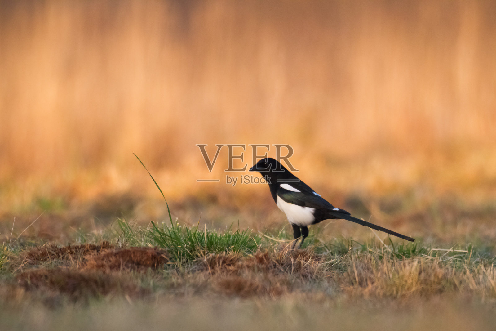 鸟-喜鹊异食异食栖息在冬季的树枝上，野生动物波兰欧洲照片摄影图片