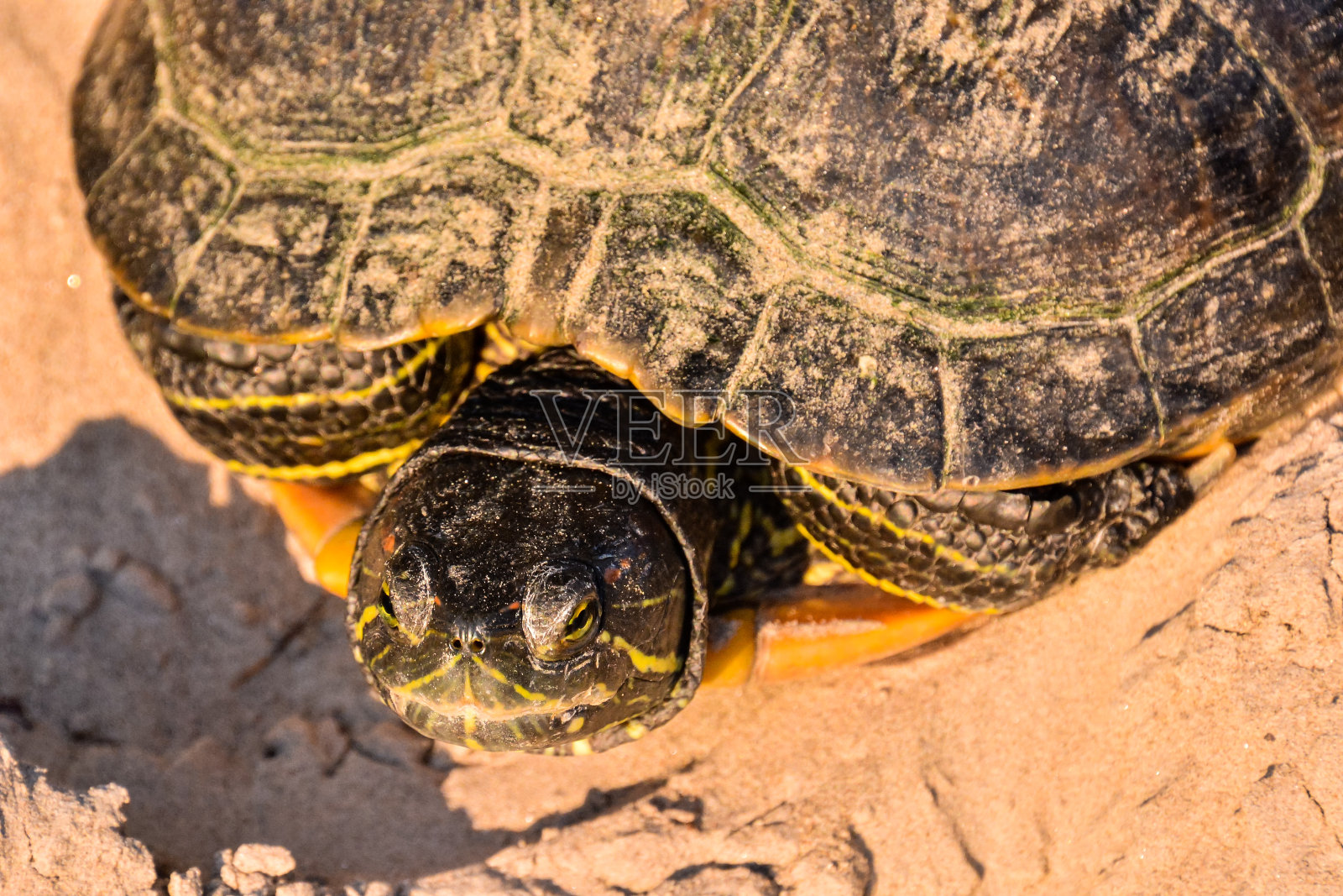 长臂猿，长臂猿，乌龟照片摄影图片