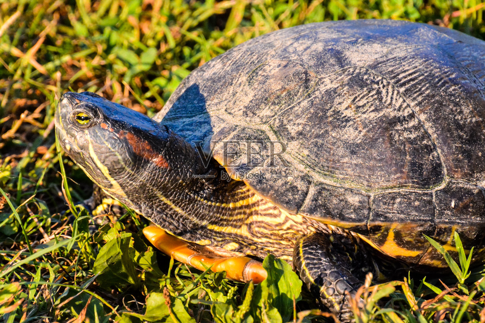 赤耳龟，赤耳龟照片摄影图片