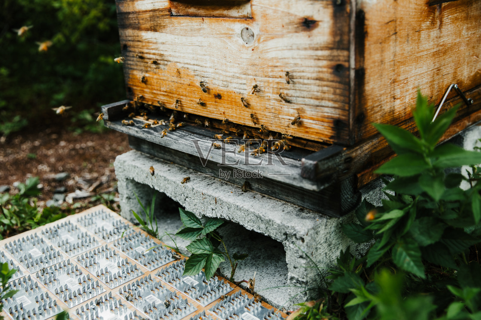 蜂房入口的特写，蜜蜂在里面照片摄影图片