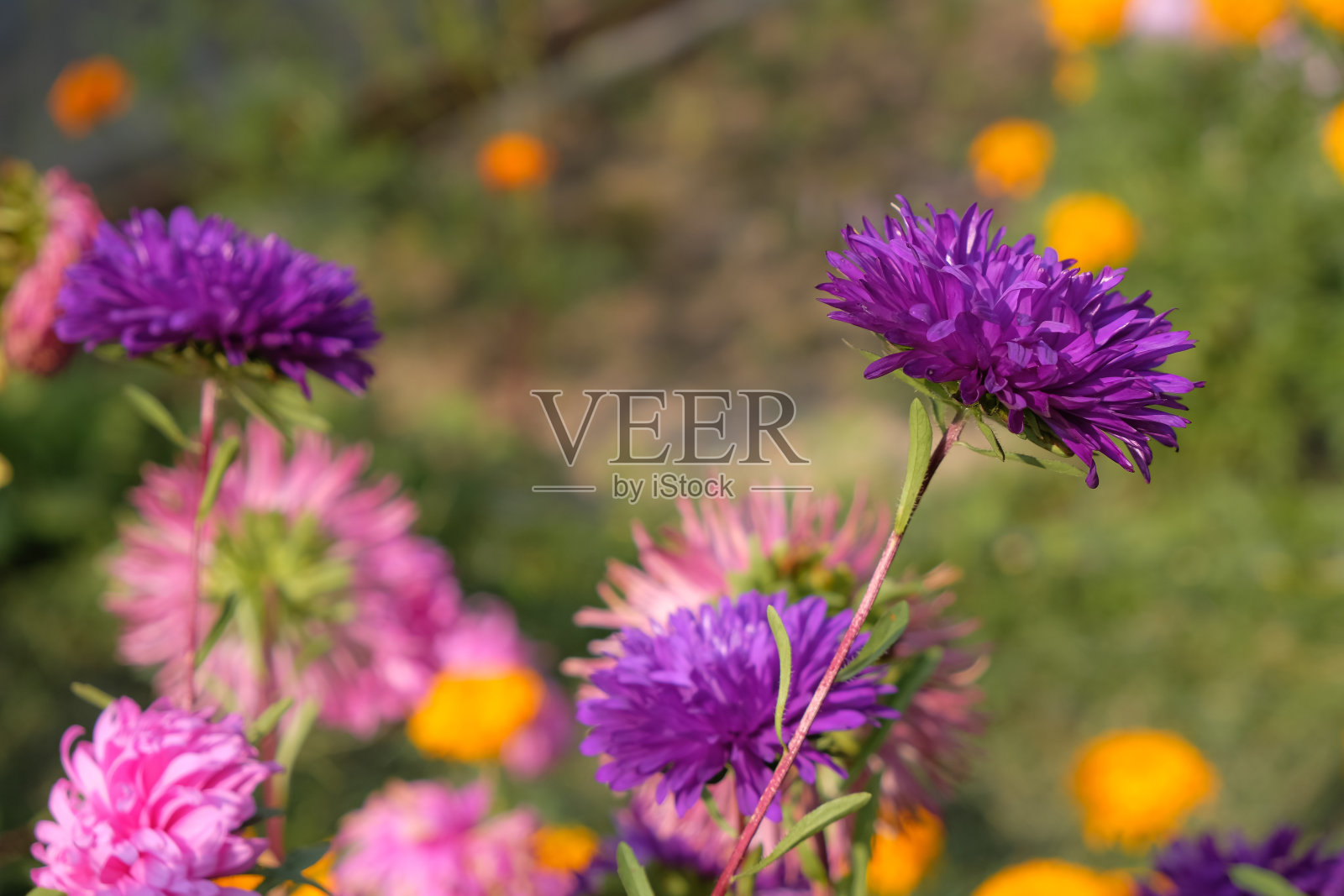 花园里的紫苑。景观。照片摄影图片