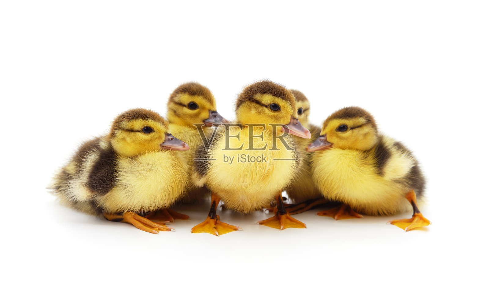 许多小黄鸭。照片摄影图片