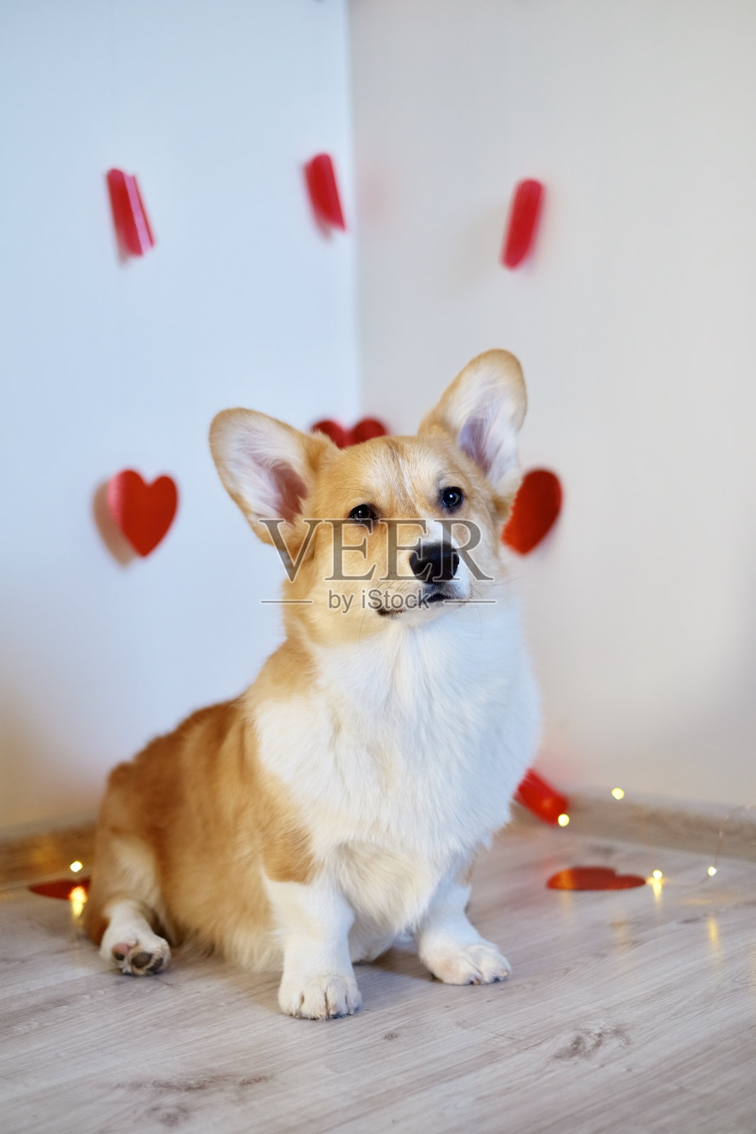 柯基犬在情人节照片摄影图片