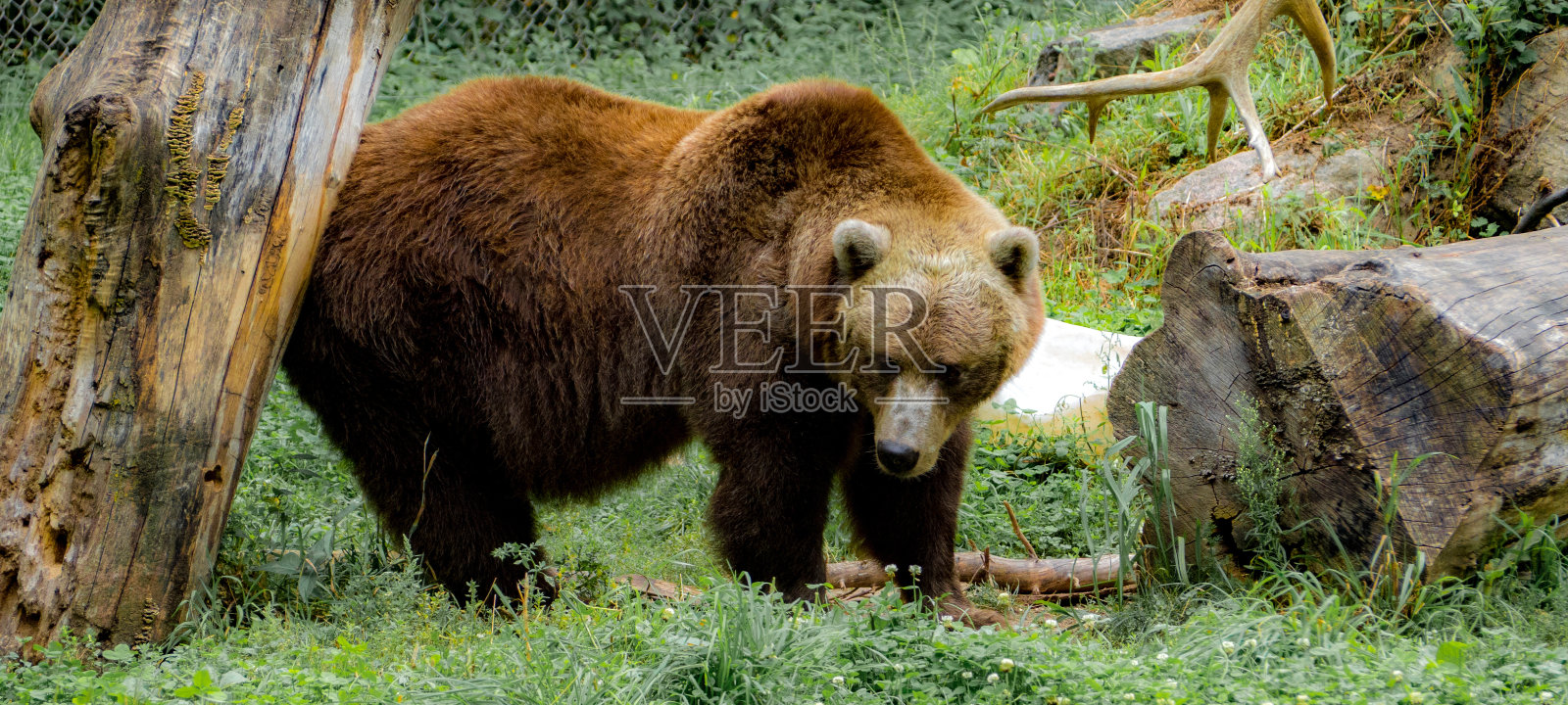 灰熊照片摄影图片