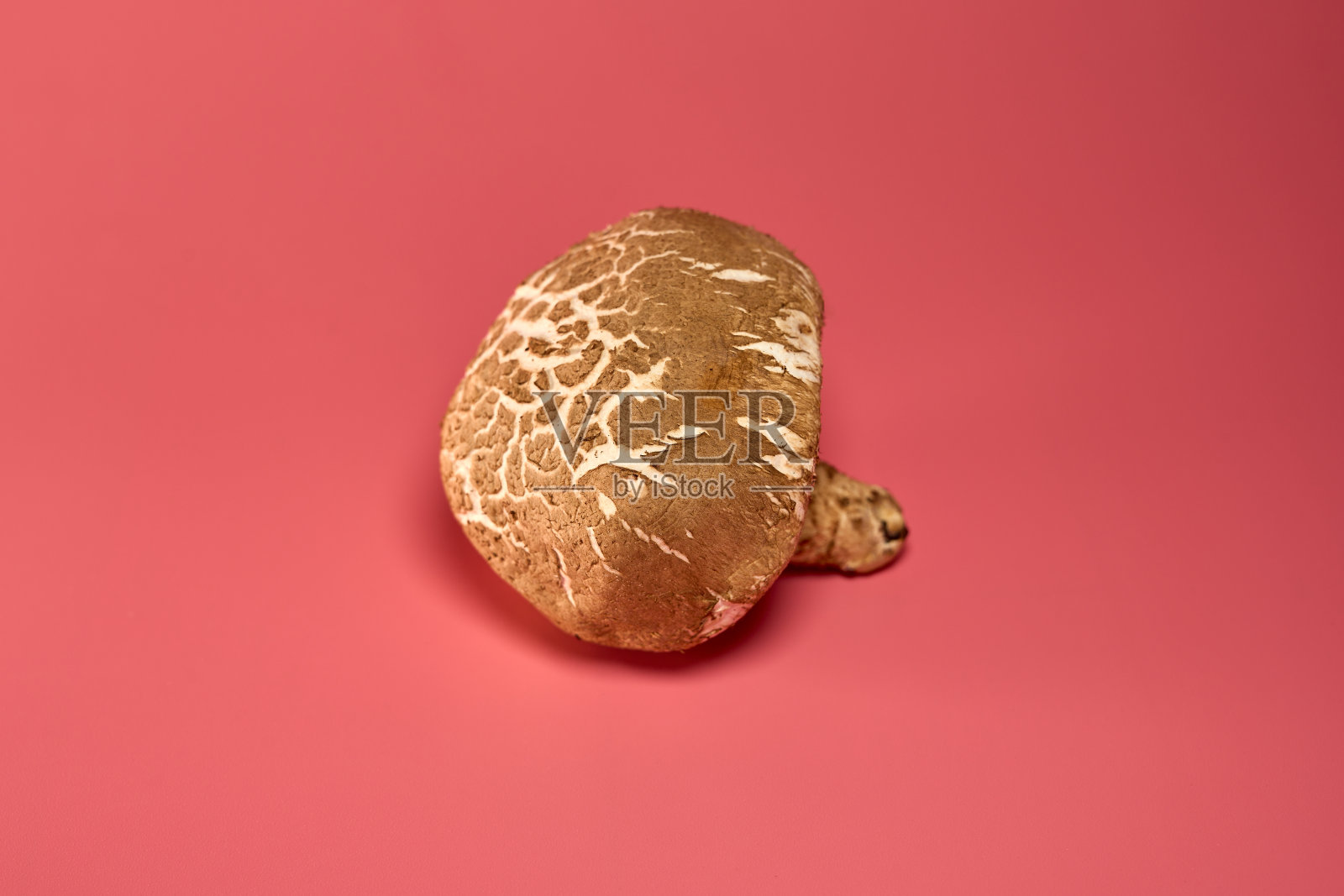 一个粉色背景的波多贝罗蘑菇照片摄影图片