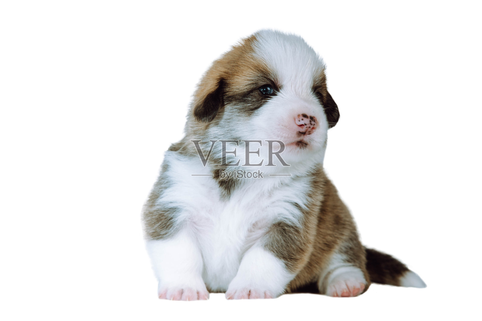 小狗肖像的狗威尔士彭布罗克柯基坐在白色的背景，看向一边。宠物爱，广告。照片摄影图片