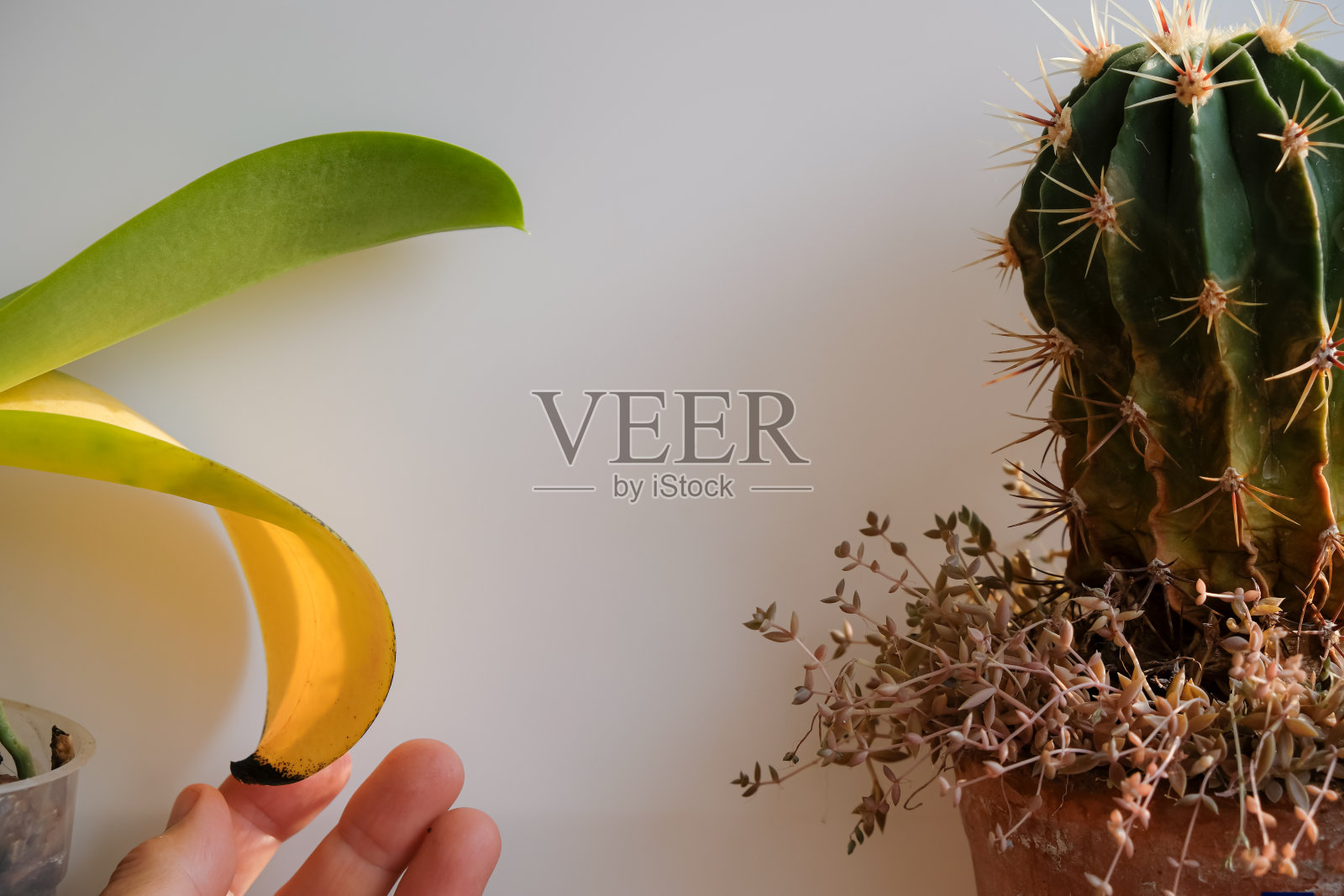 黄色叶子的兰花。生病的仙人掌。女人的手。照片摄影图片