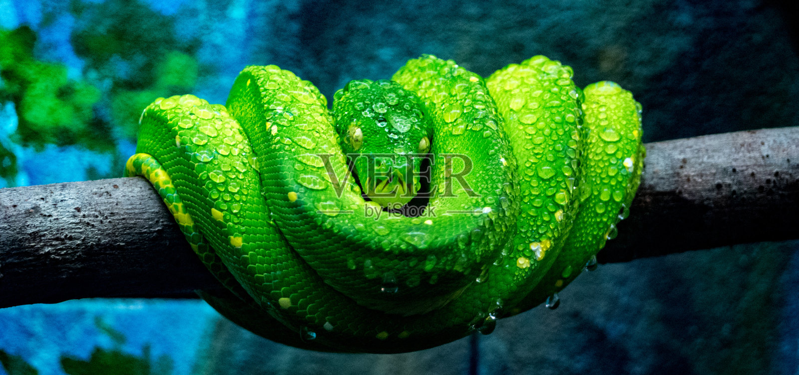 绿树蟒照片摄影图片