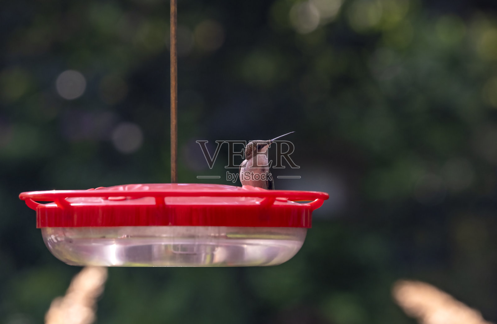 红宝石喉咙的蜂鸟栖息在后院的喂食器上照片摄影图片