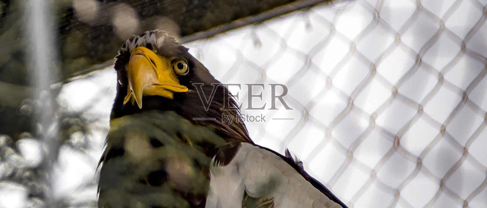 斯特勒海鹰特写照片摄影图片