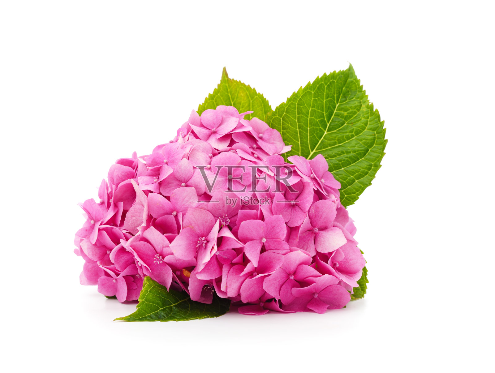 带叶子的紫色绣球花。照片摄影图片