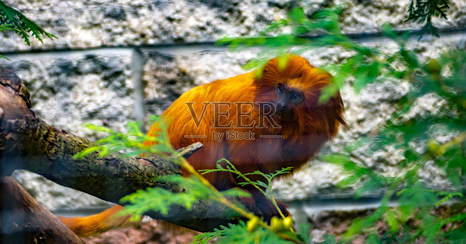 金狮绢毛猴照片摄影图片