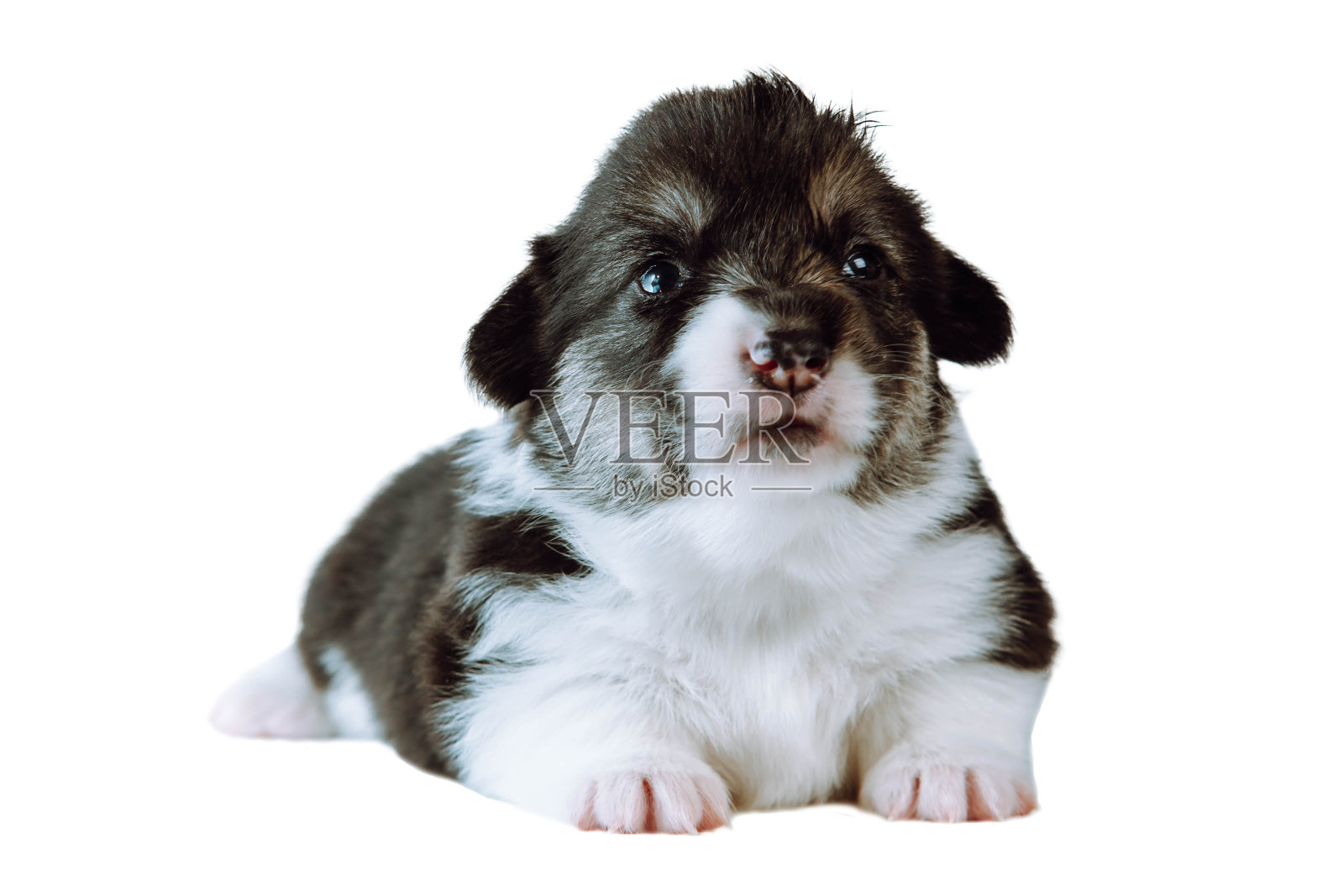 可爱的两个月大的威尔士彭布罗克柯基小狗躺在白色的背景上，抬头等待。照片摄影图片