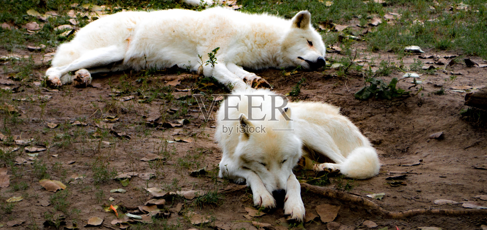 北极狼在休息照片摄影图片