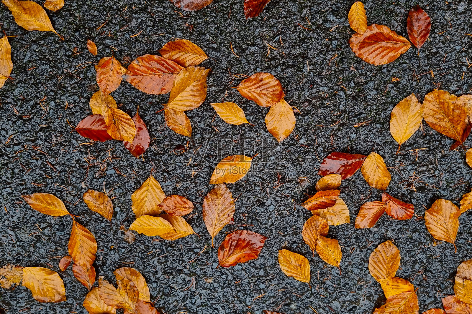 柏油路上有黄色的落叶。秋天的背景。照片摄影图片