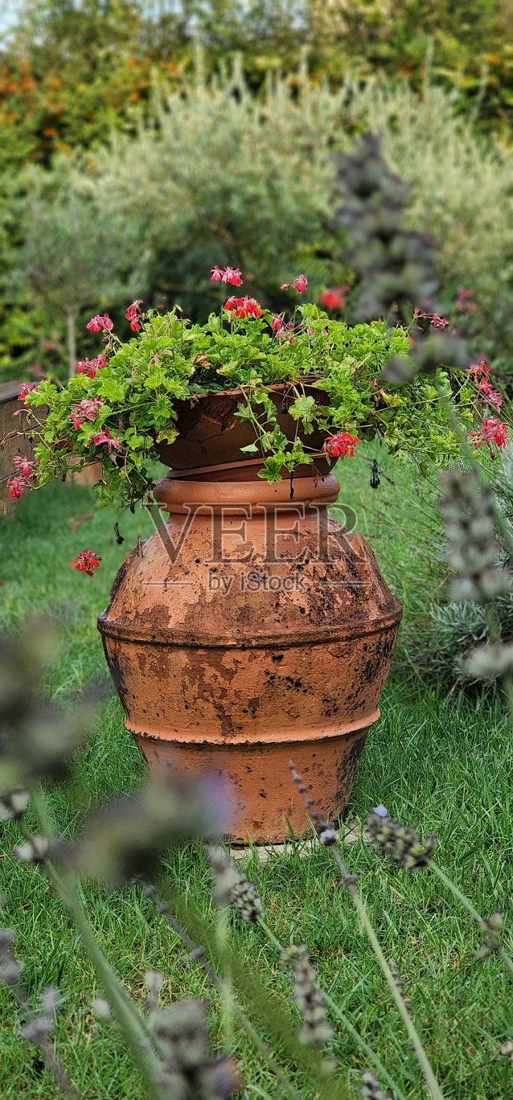 花的肖像照片摄影图片