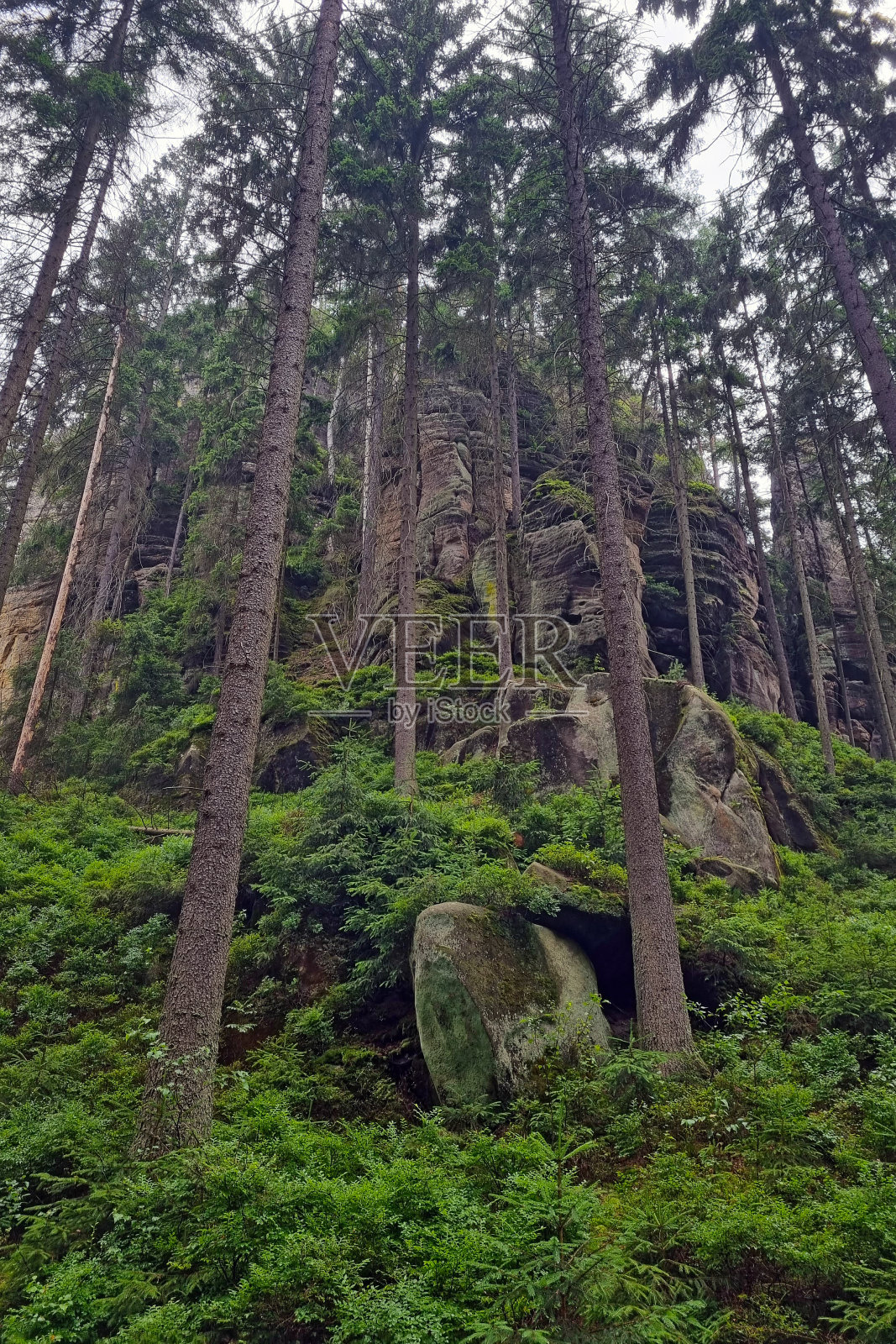 山上树木的美丽景色。徒步旅行。户外娱乐。照片摄影图片