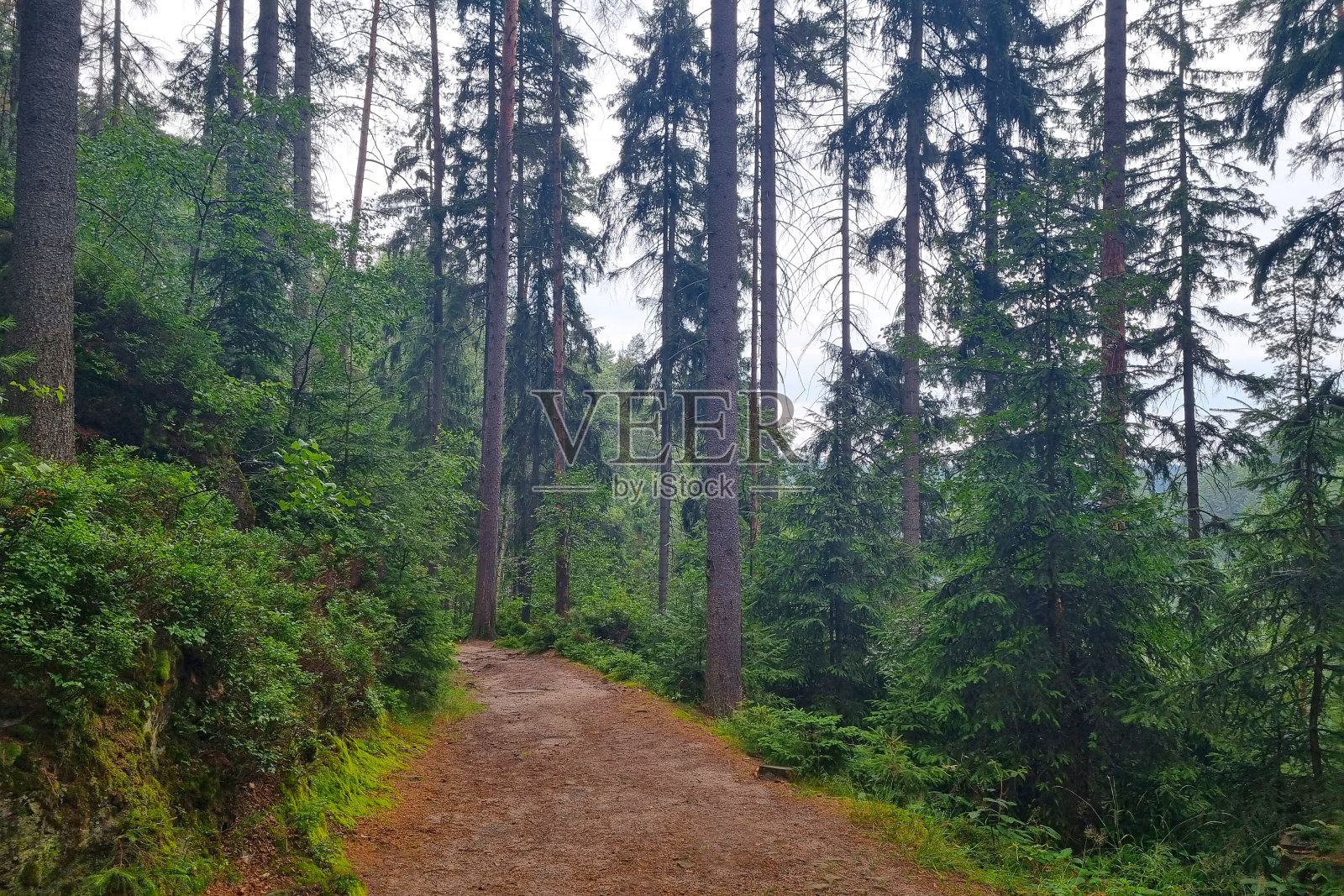 美丽的绿色森林。在森林里呼吸新鲜空气放松一下。照片摄影图片