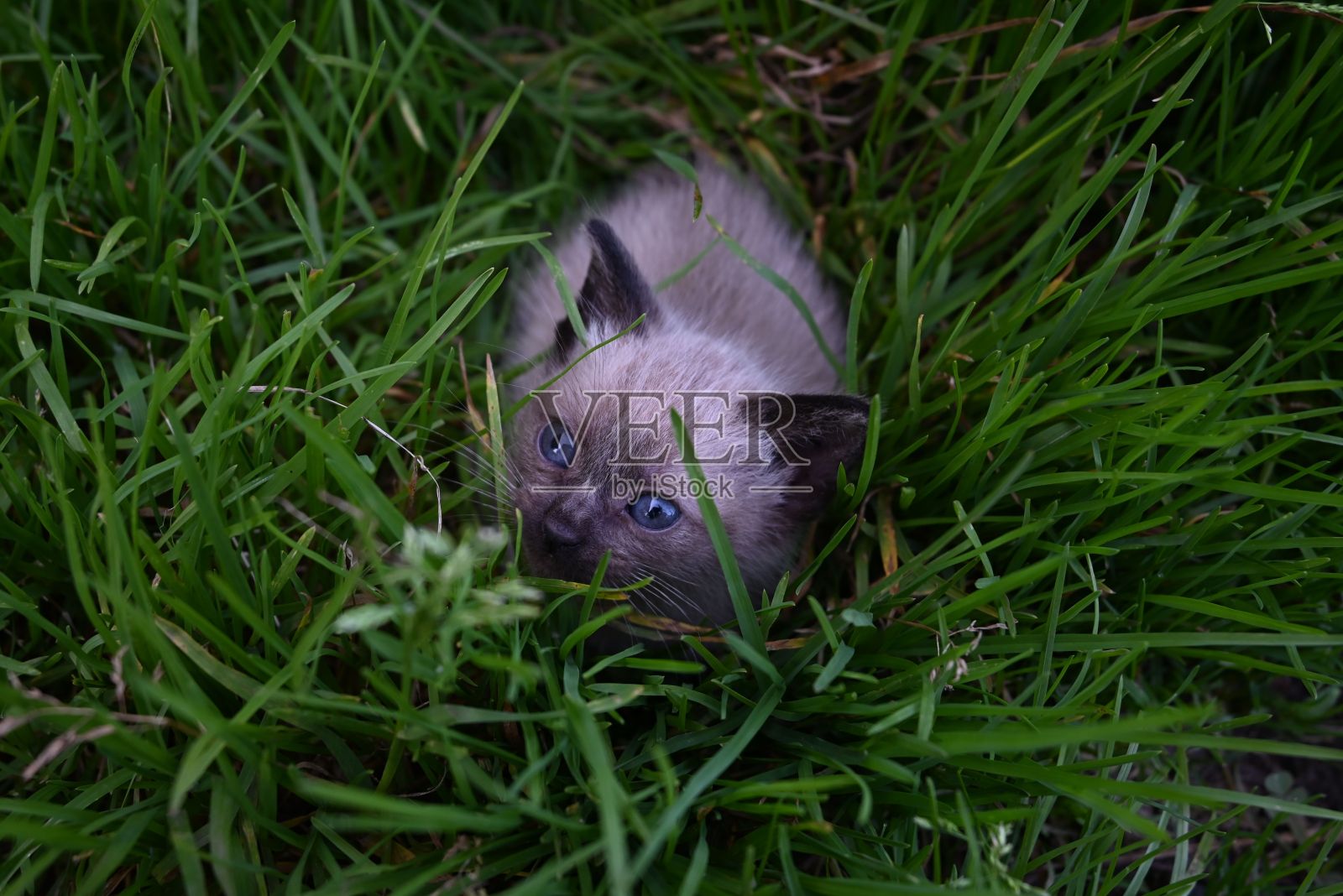 可爱的暹罗小猫，鲜艳的蓝眼睛从郁郁葱葱的绿草中偷看照片摄影图片