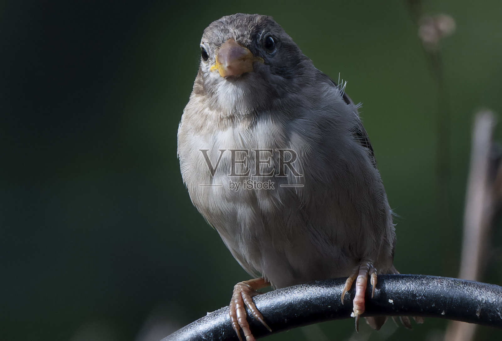 高高在上的灰麻雀照片摄影图片