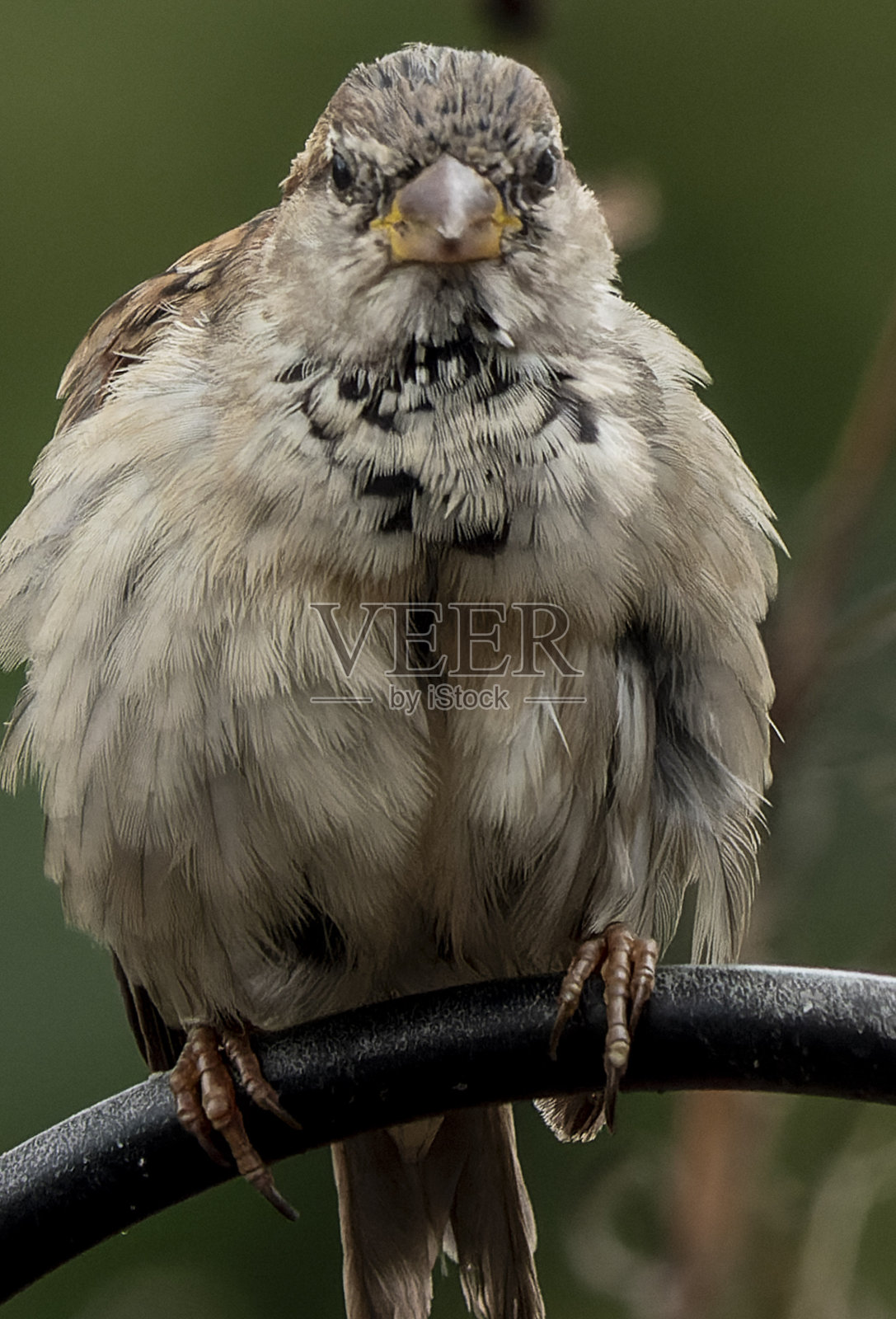 高高在上的灰麻雀照片摄影图片