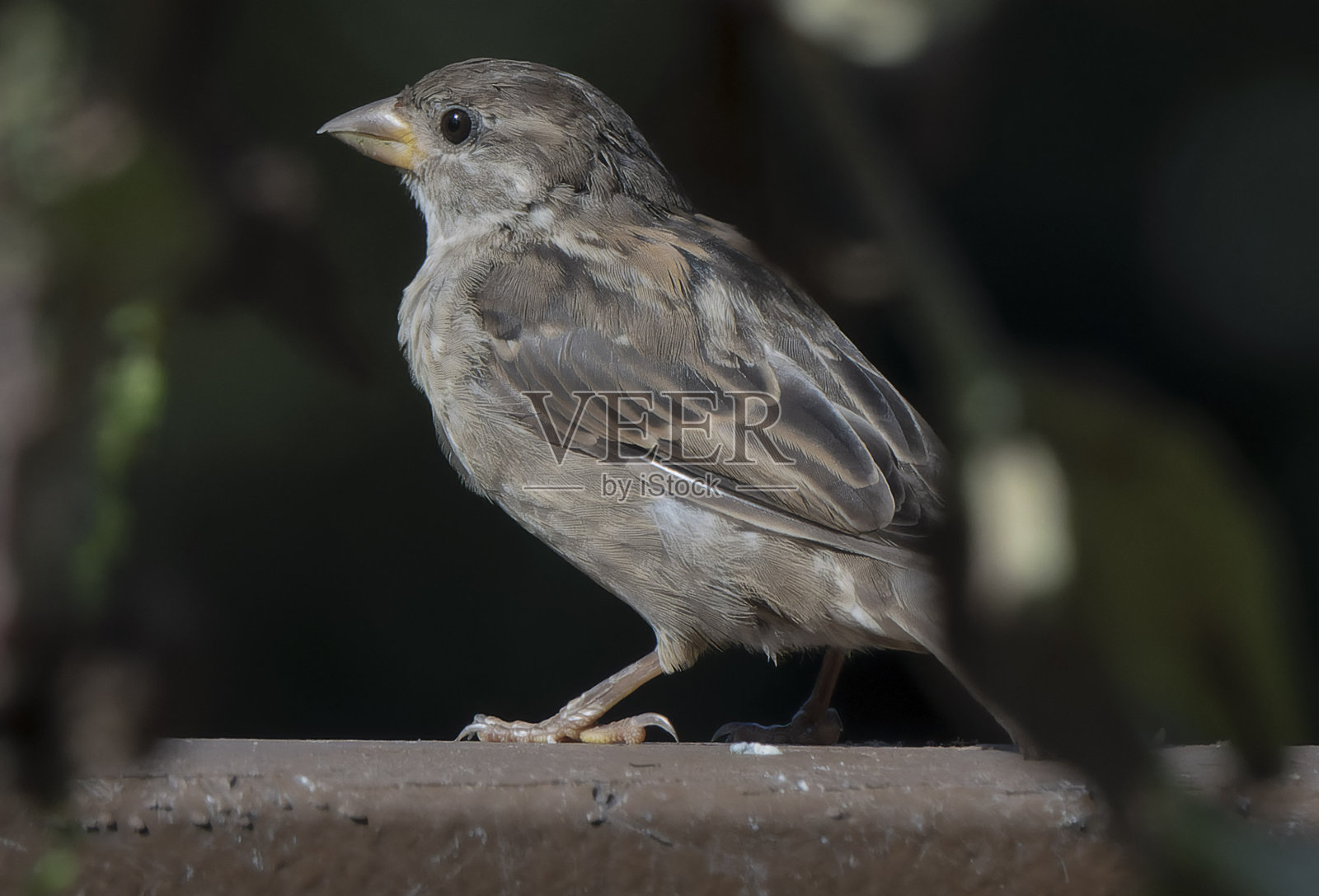 高高在上的灰麻雀照片摄影图片