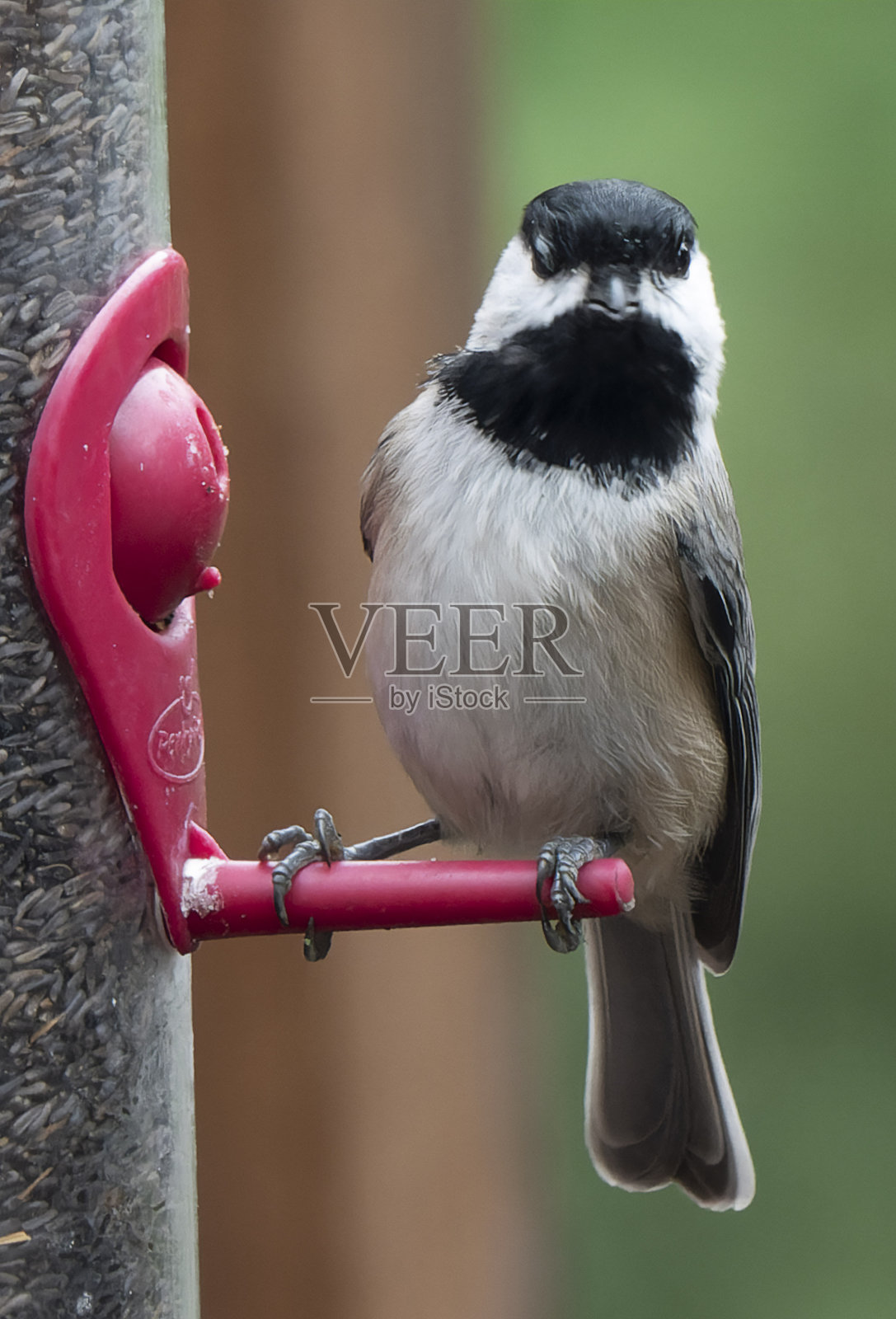 喂鸟器上的黑顶山雀照片摄影图片