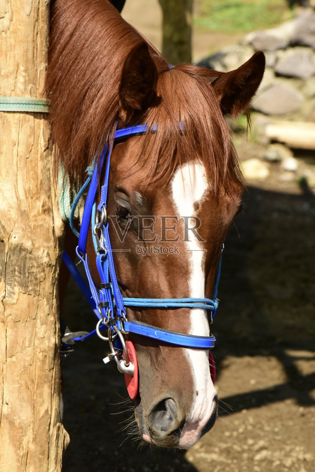 马的照片照片摄影图片