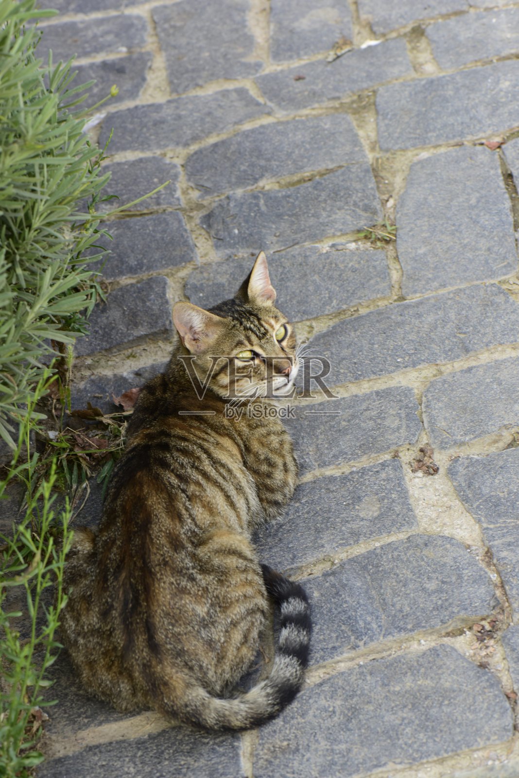 猫的照片照片摄影图片