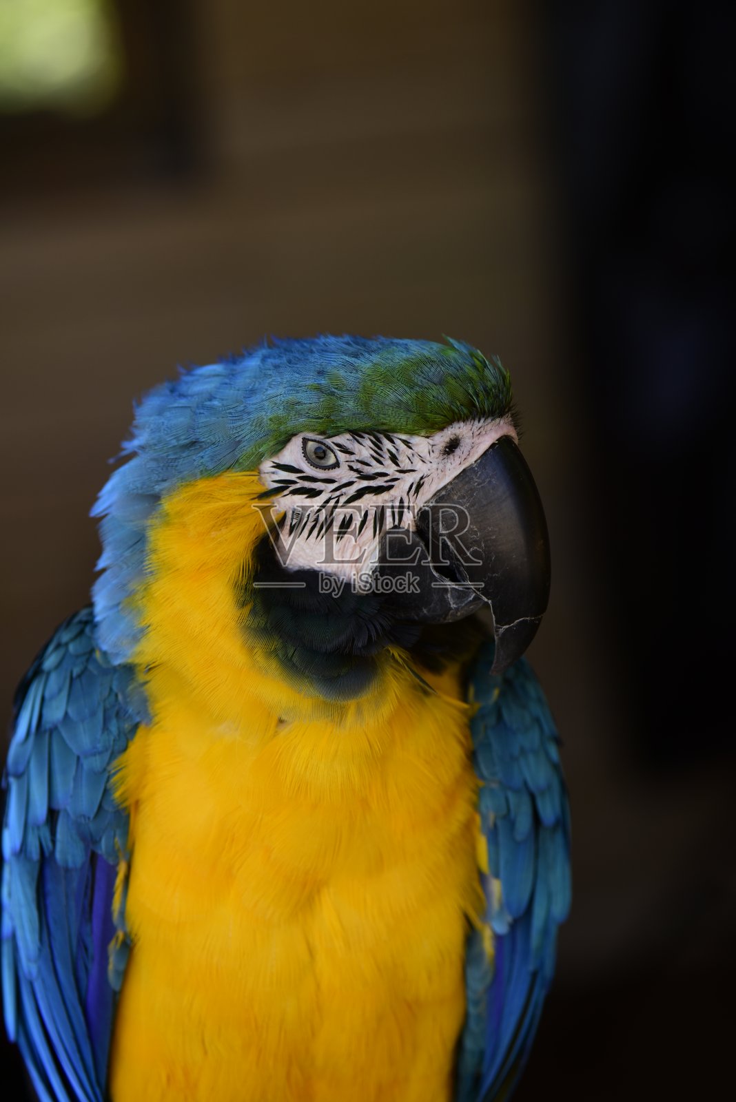 鹦鹉的照片照片摄影图片