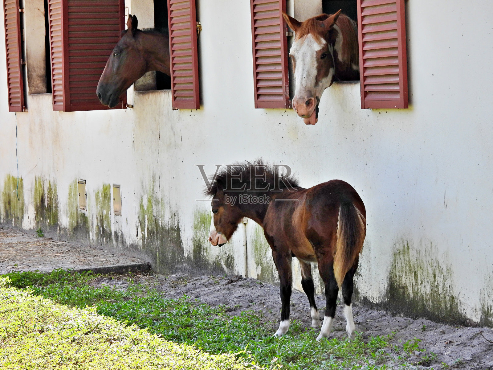 五个月大的迷你混合设得兰小马和他最好的朋友平托马照片摄影图片