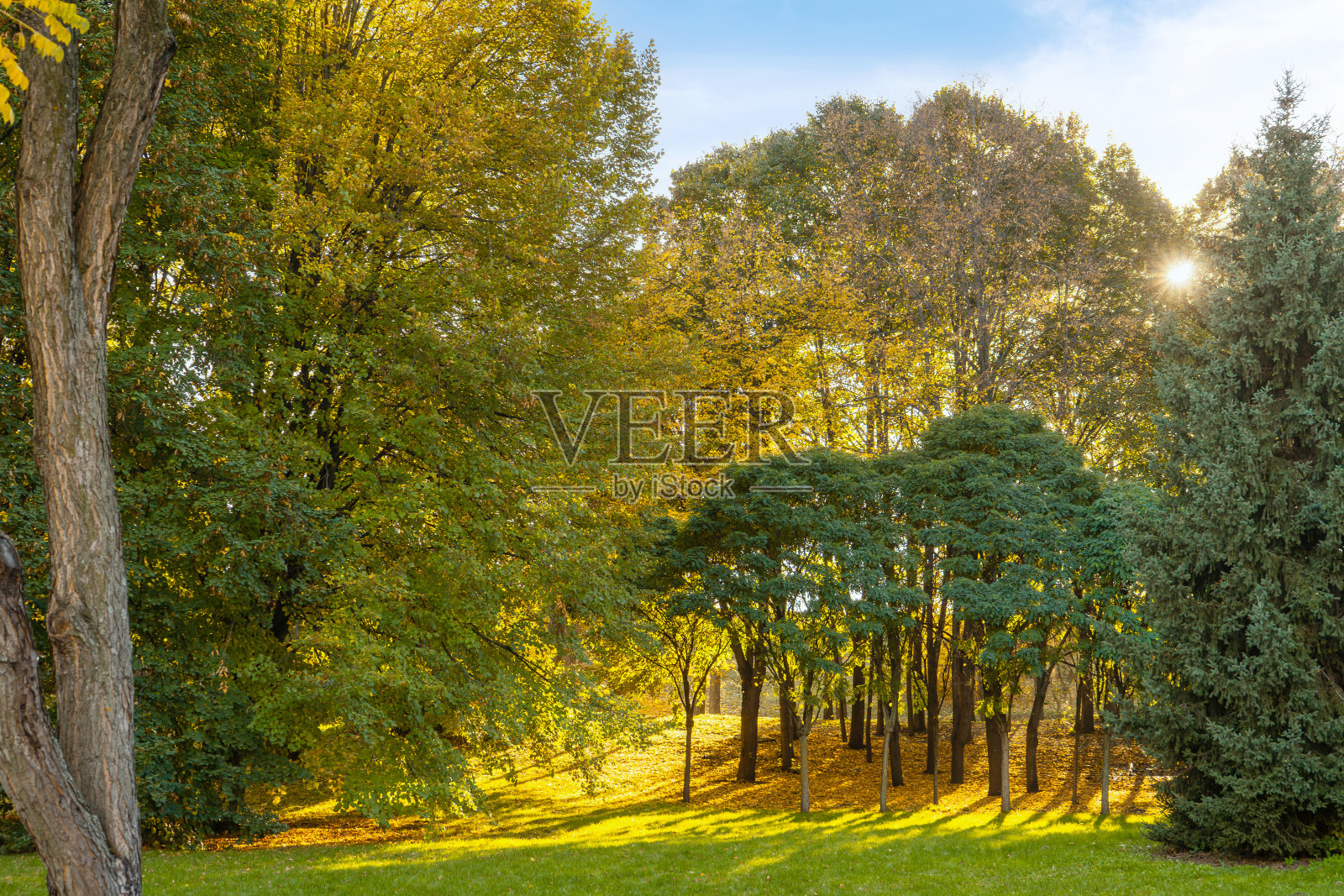秋天的公园在阳光明媚的日子里，阳光透过黄绿的树枝照进来。照片摄影图片